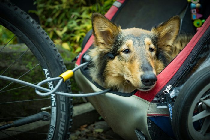 A dog sat in a trailer attached to a bike